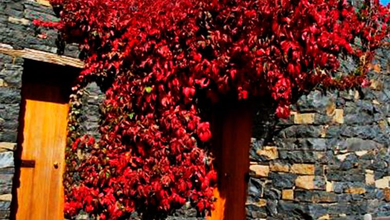 Parra virgen o Parthenocissus quinquefolia, en la imagen. Foto: gardensonline.com.au