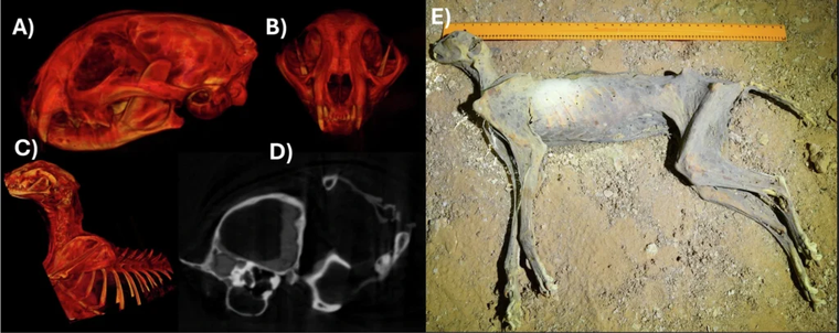 Radiografías de estas momias y una momia con cuerpo completo. Radiografías de estas momias y una momia con cuerpo completo. 