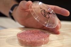 carne cultivada La carne de laboratorio, lo que se viene. Foto: Efe.