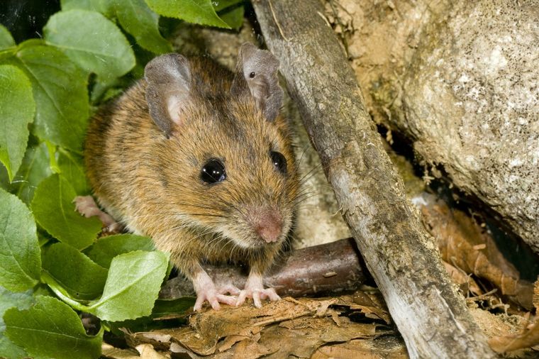 El hantavirus se transmite por el ratón colilargo. Foto: Shutterstock