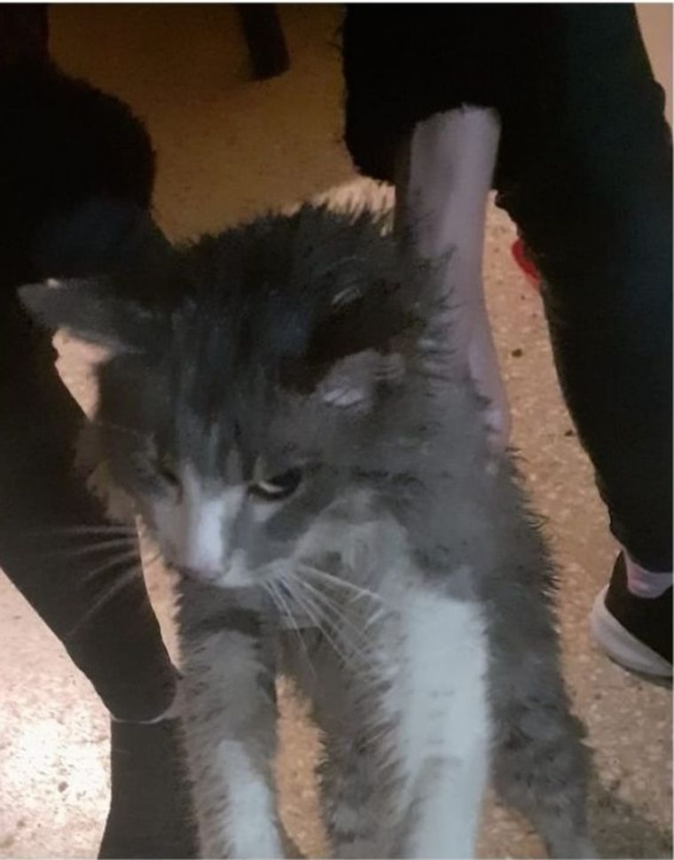 El gato fue rescatado por su dueña