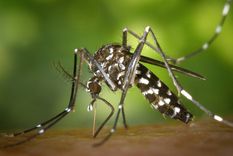 que hacer ante una picadura de mosquito que provoque reaccion alergica