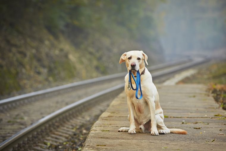 PERRO PERRO PERDIDO Foto: SHUTTERSTOCK