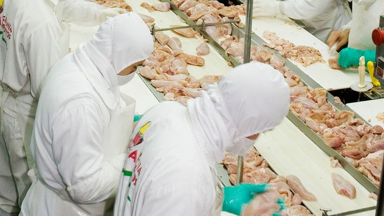 Gripe Aviar La Argentina fue declarada libre de la enfermedad en agosto de 2023 Foto: Senasa Gripe Aviar La Argentina fue declarada libre de la enfermedad en agosto de 2023 Foto: Senasa