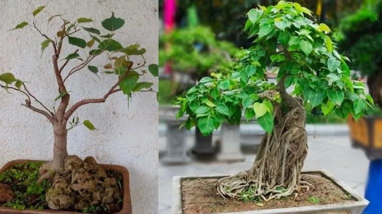 Jardinería. Hay que conocer las necesidades de cada planta. Jardinería. Hay que conocer las necesidades de cada planta.