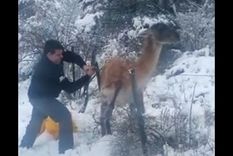 El guardaparques a punto de liberar al guanaco en la Reserva de Villavicencio