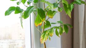 Con algunos cambios simples, las plantas pueden recuperar su aspecto saludable.Foto: Shutterstock Con algunos cambios simples, las plantas pueden recuperar su aspecto saludable.Foto: Shutterstock