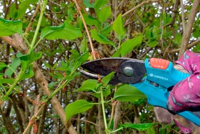 MDZol | Se deben eliminar los tallos débiles o desgarbados, así como los que se cruzan. Los tallos que se cruzan se frotan entre sí y pueden convertirse en puntos de entrada para enfermedades. Foto: Future/Ruth Hayes