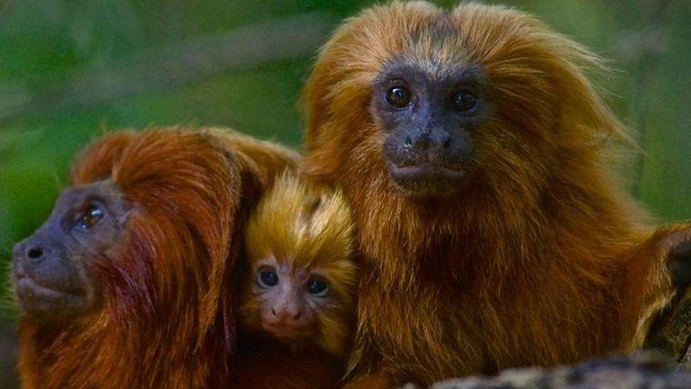 La enfermedad de la fiebre amarilla salta con rapidez entre los tamarinos león dorado. Foto: GETTY IMAGES