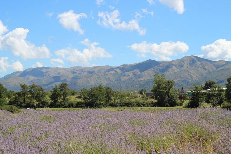 Estos campos de lavanda se pueden visitar en Córdoba Foto: Turismo Córdoba