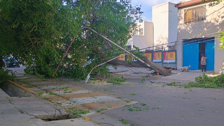 Un árbol con gran copa derribó cables y un poste y cortó toda la calle en San José. También hubo dos viviendas afectadas por caídas de árboles.