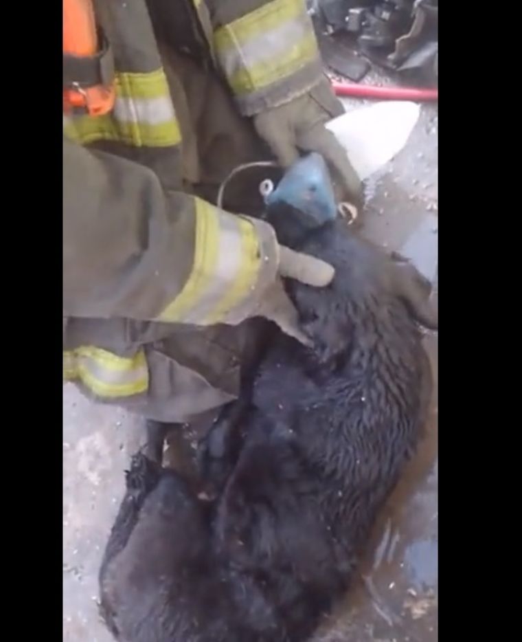 El perro estaba inconsciente