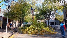 Un proyecto de ley que apunta a municipalizar el arbolado público avanza en el Senado. El impacto de la tormenta y el impulso del gobernador Alfredo Cornejo. Un proyecto de ley que apunta a municipalizar el arbolado público avanza en el Senado. El impacto de la tormenta y el impulso del gobernador Alfredo Cornejo.