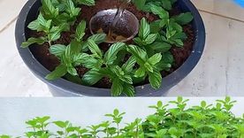 Menta. Foto: archivo Menta. Foto: archivo