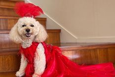 Foto: FOTO: coco_the_peekapoo