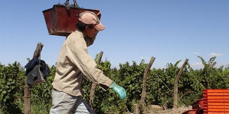 Hay menos uva este año y se nota.