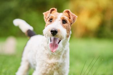MDZol | Este es lo que pondrá feliz a tu perro Foto: SHUTTERSTOCK