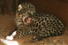 Liberaron, en El Impenetrable, a la yaguareté Quiyoc y crece el turismo en la región. Liberaron, en El Impenetrable, a la yaguareté Quiyoc y crece el turismo en la región.