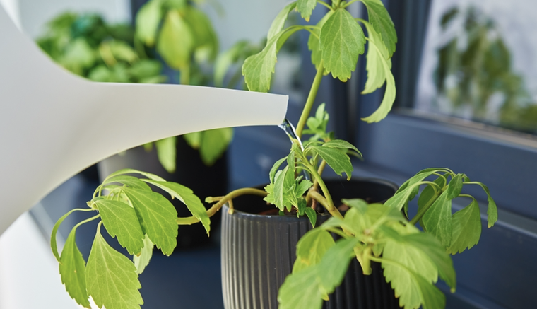 Este abono aporta calcio al jardín y repele plagas de las plantas. Foto: Shutterstock Este abono aporta calcio al jardín y repele plagas de las plantas. Foto: Shutterstock