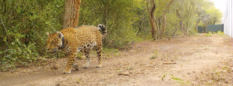 Miní, la yaguareté silvestre liberada en el Impenetrable. Foto: Rewilding Argentina