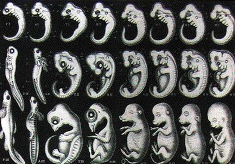 Los científicos trabajan para crear las “células madre embrionarias” que podrían utilizarse para curar enfermedades.