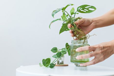 Llena tu jardín con plantas hermosas. Foto: Shutterstock