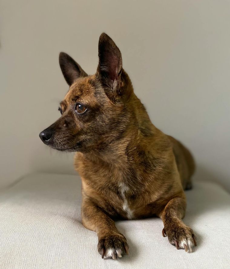 La llegada de visitas puede generar excitación y sobreestimulación en los perros. Foto: Pexels