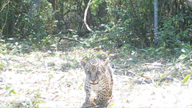 El Chaco es testigo de este nacimiento que es muy importante para la fauna argentina.