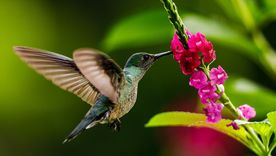 Los colibríes son una de las aves más hermosas que podemos atraer en el jardín. Foto: Shutterstock