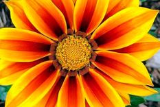 Gazania es un género de plantas herbáceas aproximadamente 20 especies, la mayoría de las cuales son perennes. No requiere de muchos cuidados y es perfecta para jardines ubicados en zonas de climas cálidos. Foto: Créditos de la imagen:   Instagram: @morgansommer