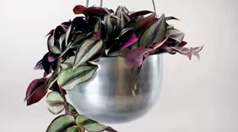 Foto: Bloombox Club y standard.co.uk