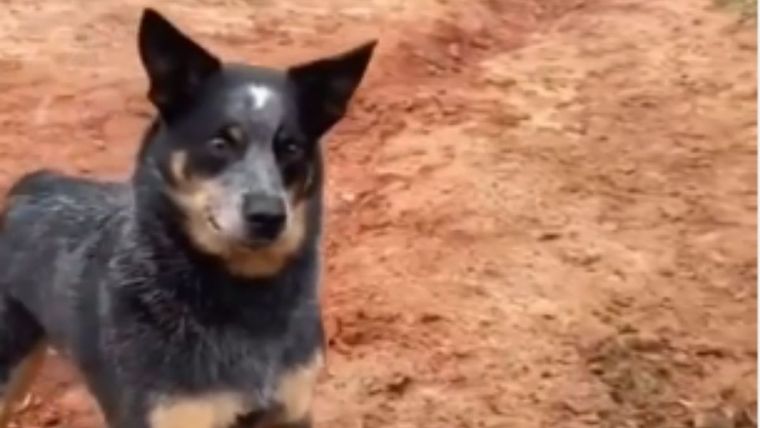 Canal de Suez perro Twitter @buitengebieden_ Foto: Twitter @buitengebieden_