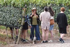 Se trata de una importante provincia vitivinícola Foto: ALF PONCE MERCADO / MDZ