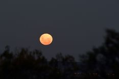 La luna de fresa es ideal para activar rituales de intención concreta. Foto: ALF PONCE MERCADO / MDZ