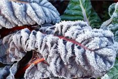 Las acelgas pueden soportar hasta 7 grados bajo cero. Foto: William Turner - Fuente: homesandgardens.com