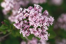 JARDÍN La valeriana es una famosa herbácea perenne con propiedades calmantes Foto: SHUTTERSTOCK