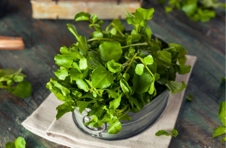 berro Foto: Shutterstock