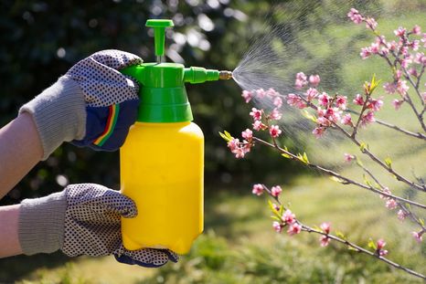 Un repelente casero para el jardín puede ayudar a combatir pulgones y cochinilla. Foto: Shutterstock
