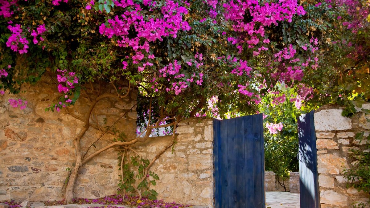 La planta trepadora que llena paredes de flores en pocos meses