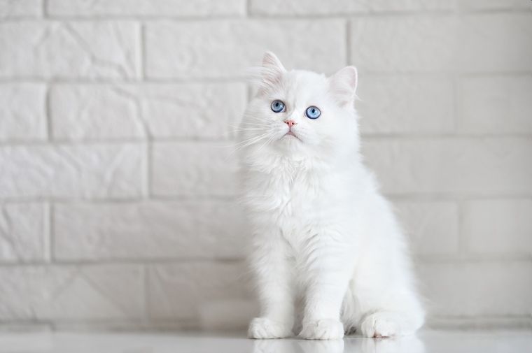 GATOS Foto: SHUTTERSTOCK