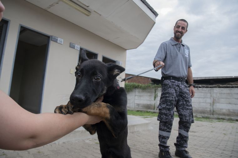 Jimi, uno de los cachorros que está en su primera etapa del entrenamiento junto al instructor Foto: Télam