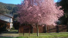 Este árbol es ideal para tener una casa con un patio chico. Este árbol es ideal para tener una casa con un patio chico.
