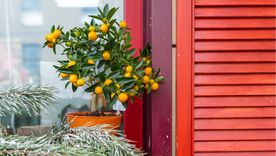 Este es el árbol que puedes plantar en el jardín de tu casa Foto: shutterstock