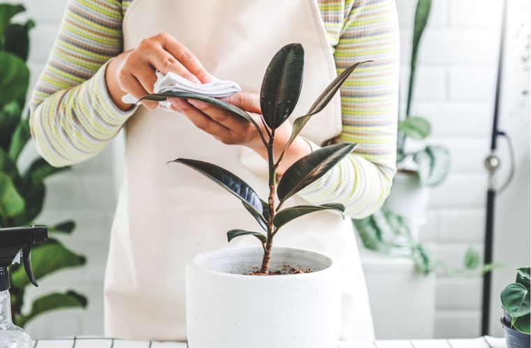 Aplicado de forma correcta, el alcohol actúa como insecticida casero. Foto: Shutterstock