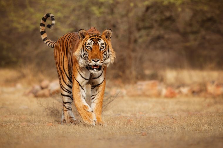Foto ilustrativa Foto: shutterstock