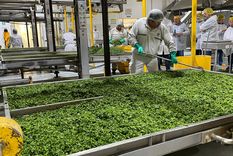 El proceso de deshidratado de vegetales y hortalizas conserva todas las características organolépticas y los nutrientes. Foto: Sol Devia