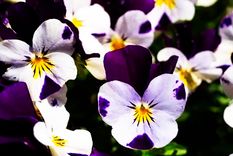 Pensamientos Foto: eiviss-garden.com