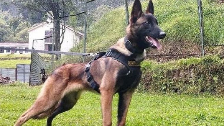 Wilson es halagado como un héroe en Colombia. Foto: TWITTER EJÉRCITO NACIONAL DE COLOMBIA