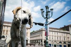 Europa, al igual que Asia y África, padecen la severidad del calor. Foto: EFE/TINO ROMANO