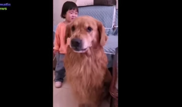 La pequeña fue defendida por su perro.